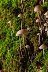 White mushrooms in the forest, Mycena piringa mushrooms