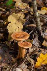 Edible mushroom called niscalo, red pine mushroom Lactarius deliciosus growing in the fall season in the pine forests of Spain. Mushroom harvest season. Mycology Concept