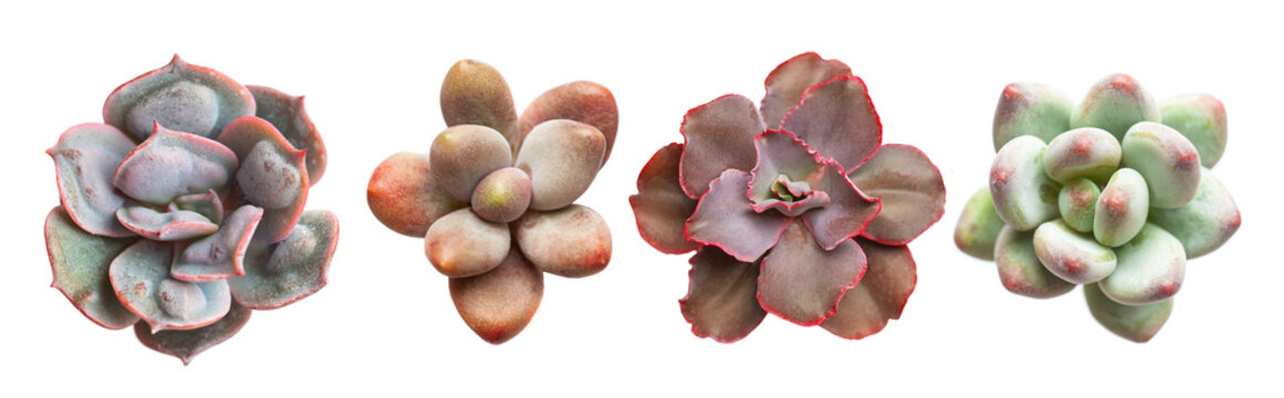 Succulent rosette set. Echeveria and  pachyphytum flower isolated on white background