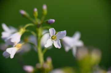 Wiesenschaumkraut
