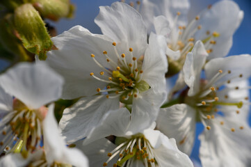 Kirschblüte