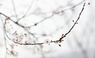 Gentle spring background with white flower