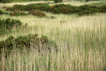 Field with tall dry grass and green bushes, with three lines of barbed wire