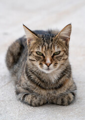 A small, gray, tabby cat sits on the embankment and looks directly at the camera. Love to the animals.