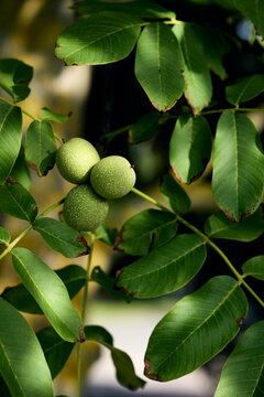 Close up green walnuts growing on sunny tree branch
