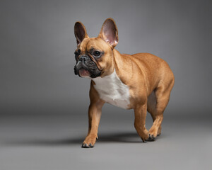 French bulldog runs and looks forward. Purebred dog in the studio on gray background. Portrait of playful pet, side view