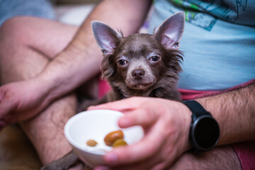 Lilac cute longhair chiwawa puppy -wants to eat olives