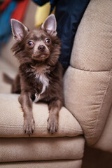 Lilac cute longhair chiwawa puppy - closeup photography