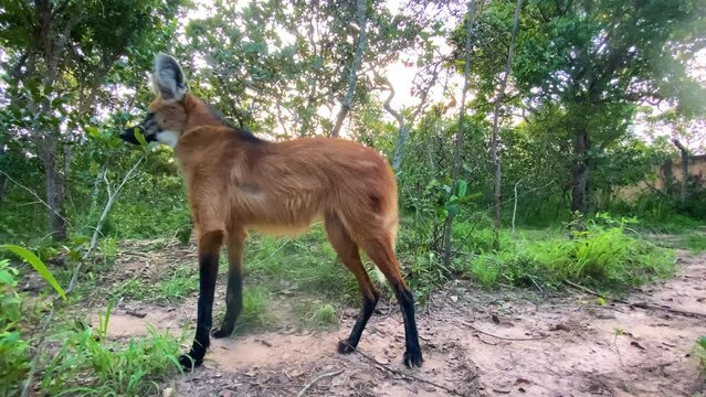 Maned wolf moving around in slow motion 60 frames in Brazil's Cerrado with sunrise on the backaground