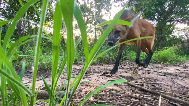 Maned wolf finds and sniffs camera behind a bush - low level shot of maned wolf passing by