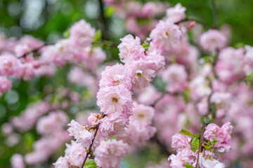 pink cherry blossom in spring