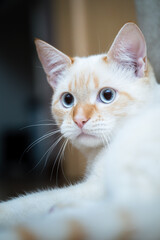 Obraz premium Red Point domestic cat (Thai Siamese) close-up portrait