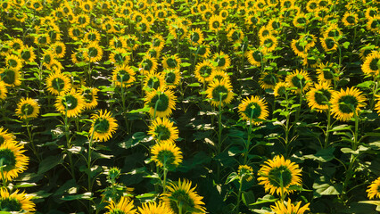 sunflower seed field top view