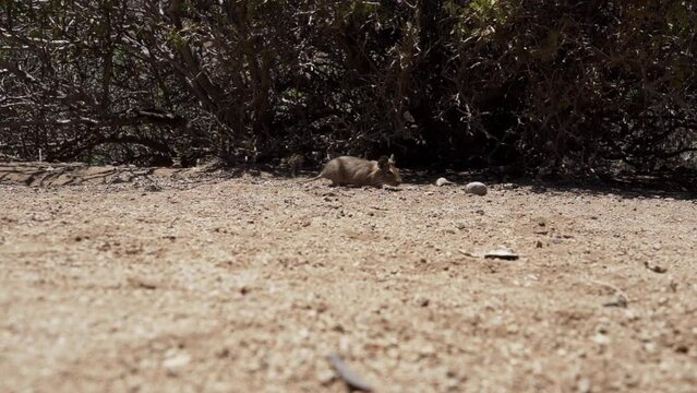 slow motion of cute little Degus, Octodon, rodents native to South America. Group of Degu sitting at their den in the arid landscape of the atacama desert in Chile at chinchilla sanctuary.