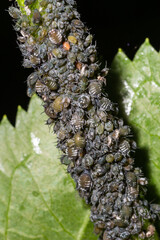 Aphids, plant lice, greenflies, blackflies or whiteflies, Cinara palaestinensis, the Aleppo pine aphid, Hemiptera Aphididae