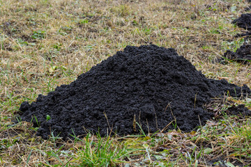 Obraz premium Molehills. Mole mounds. Mole hills. A meadow damaged by a group of moles, causing damage in the garden by animals that dig burrows in the ground and damage the roots of plants