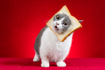 cute british shorthair cat with slice of bread on the head on red background horizontal composition