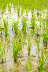 Obraz premium fresh little green paddy field vertical composition