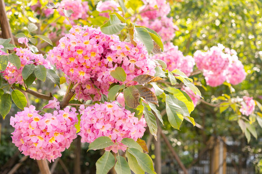 beautiful blooming Tabebuia Rosea or Tabebuia Chrysantha Nichols horizontal composition