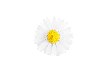 Fototapeta na wymiar One white daisy flower isolated on white background.