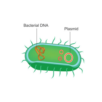 Bacteria anatomy, bacterial DNA and plasmids.Bacteria are prokaryotes and single cellular microscopic organism. vector diagram for scientific, biological and educational use.