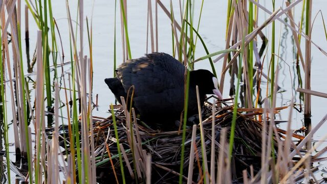 (Fulica atra) sitting on the nest to protect its young. Spring season.