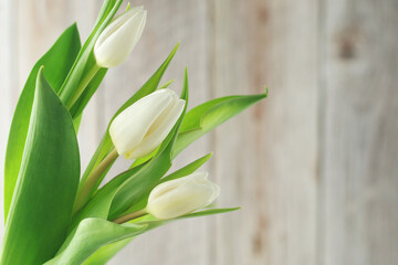 White tulips on the white background