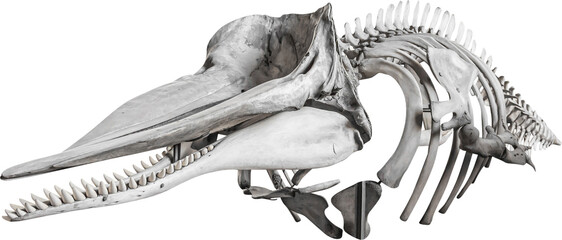 Isolated PNG cutout of a whale skeleton on a transparent background, ideal for photobashing, matte-painting, concept art © NomadPhotoReference