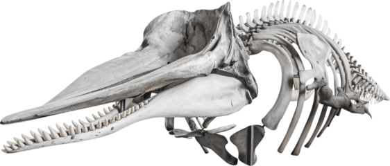 Isolated PNG cutout of a whale skeleton on a transparent background, ideal for photobashing, matte-painting, concept art