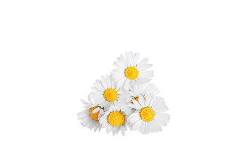 White daisies flowers isolated on white background.