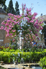 flowers in the garden