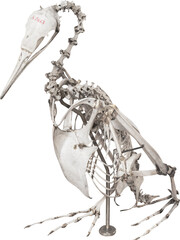 Isolated PNG cutout of a cormorant bird skeleton on a transparent background, ideal for photobashing, matte-painting, concept art