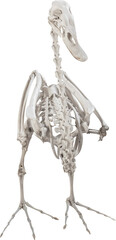 Fototapeta na wymiar Isolated PNG cutout of a procellariiformes bird skeleton on a transparent background, ideal for photobashing, matte-painting, concept art 