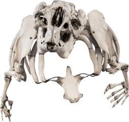 Obraz premium Isolated PNG cutout of a dugong skeleton on a transparent background, ideal for photobashing, matte-painting, concept art