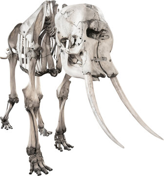 Isolated PNG cutout of an elephant skeleton on a transparent background, ideal for photobashing, matte-painting, concept art