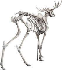Isolated PNG cutout of a deer skeleton on a transparent background, ideal for photobashing, matte-painting, concept art
