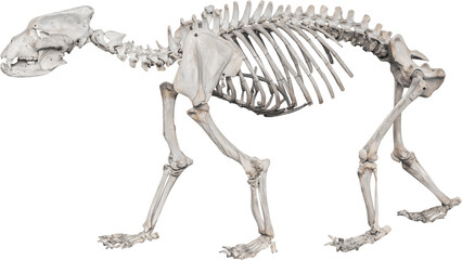 Isolated PNG cutout of a Siberian bear skeleton on a transparent background, ideal for photobashing, matte-painting, concept art
