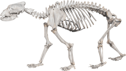 Isolated PNG cutout of a Siberian bear skeleton on a transparent background, ideal for photobashing, matte-painting, concept art

