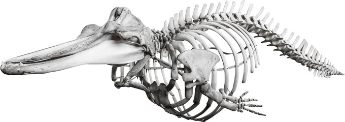 Isolated PNG cutout of a whale skeleton on a transparent background, ideal for photobashing,...