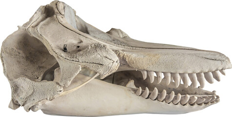 Isolated PNG cutout of a dolphin skull on a transparent background, ideal for photobashing, matte-painting, concept art © NomadPhotoReference