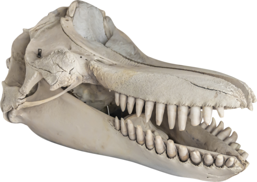 Isolated PNG cutout of a dolphin skull on a transparent background, ideal for photobashing, matte-painting, concept art