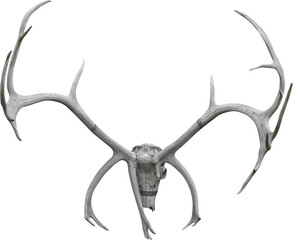 Isolated PNG cutout of a deer skull on a transparent background