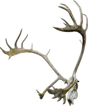 Isolated PNG cutout of a deer skull on a transparent background