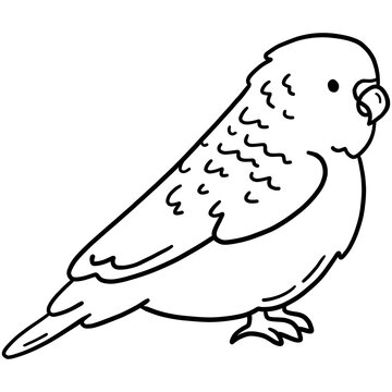 Budgerigar parrot, tropical common parakeet bird vector icon in linear doodle style png