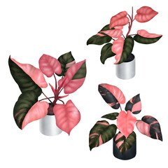 paintings, plants, ornamental plants that are popularly planted in the house Pink Princess and Indian Rubber © anuchit2012