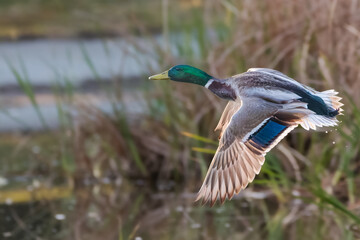 mallard duck flying over a pond in the morning light - obrazy, fototapety, plakaty