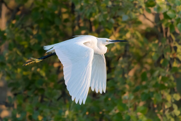 Little Egret flying over a pond in the morning light