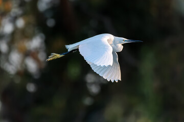Little Egret flying over a pond in the morning light
