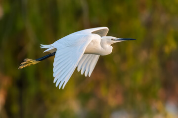 Little Egret flying over a pond in the morning light