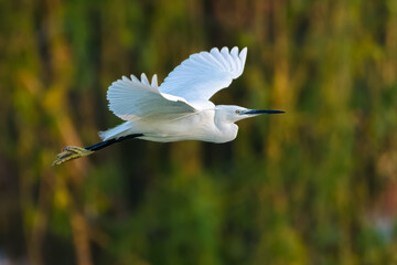 Little Egret flying over a pond in the morning light